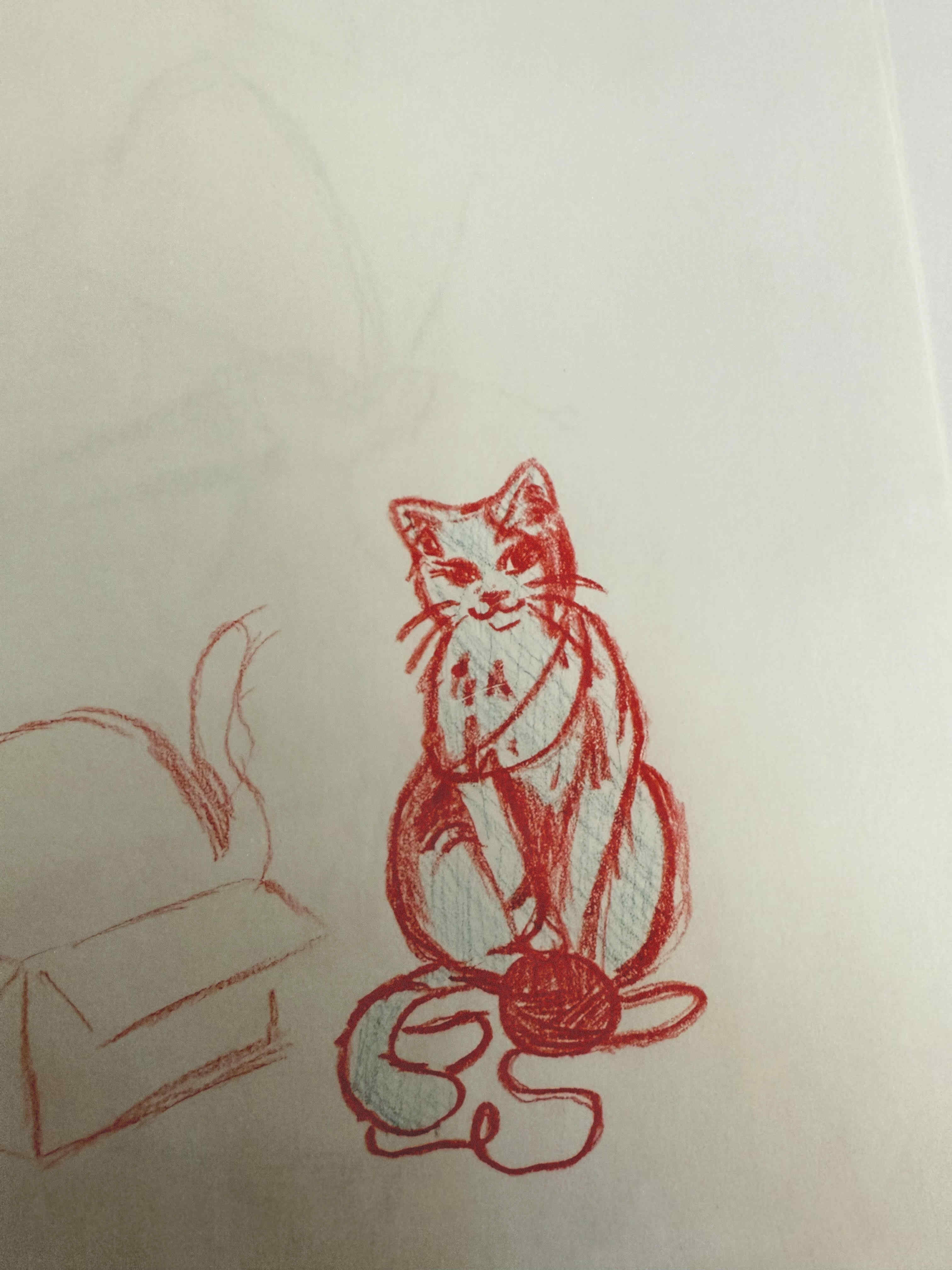 cat
