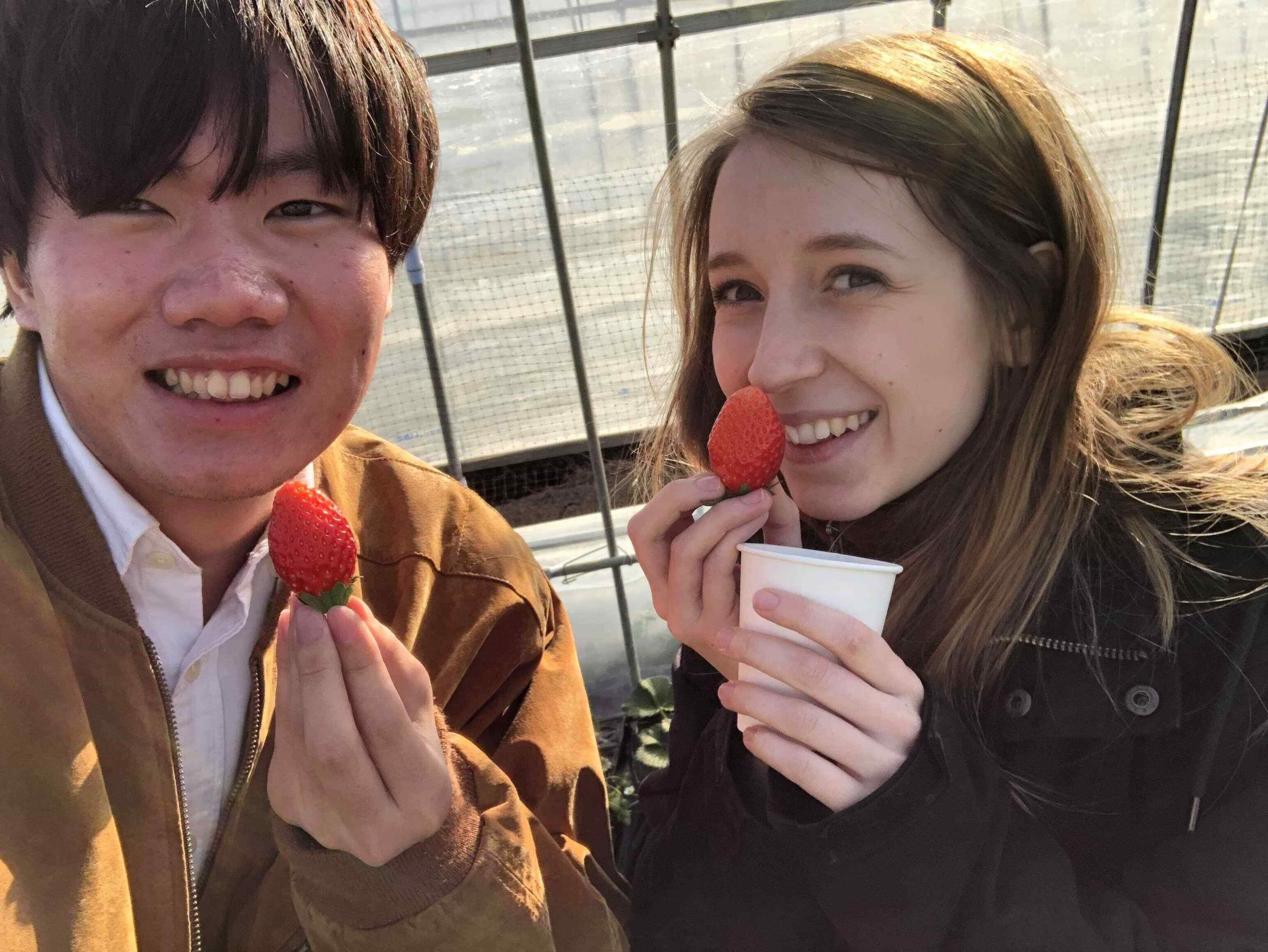 strawberry picking