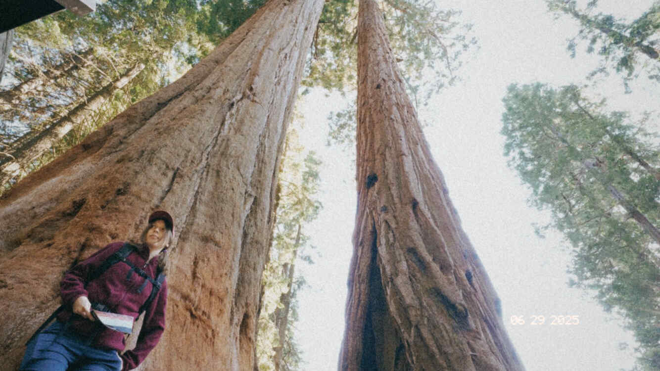 sequoia