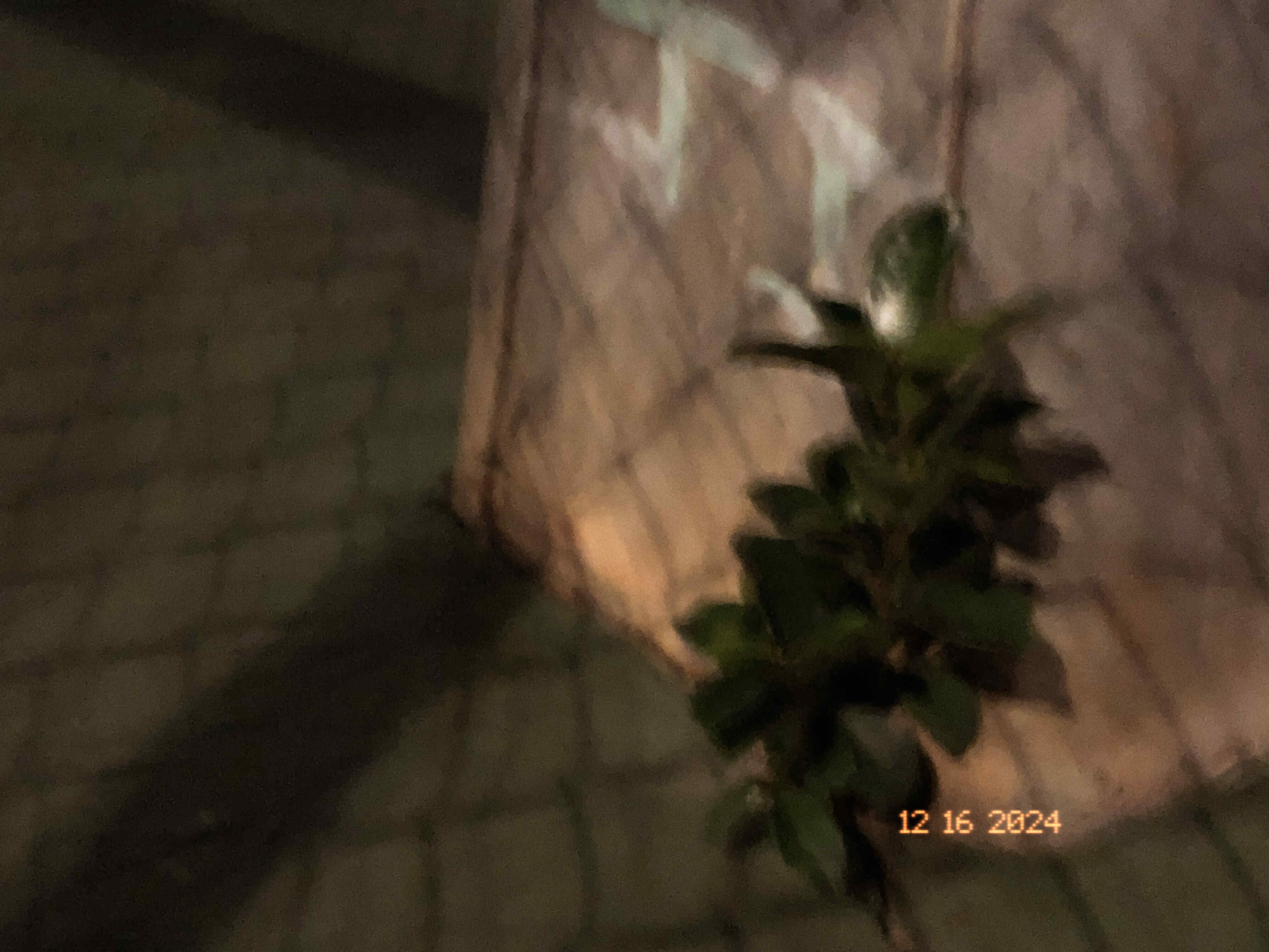 blurry plant