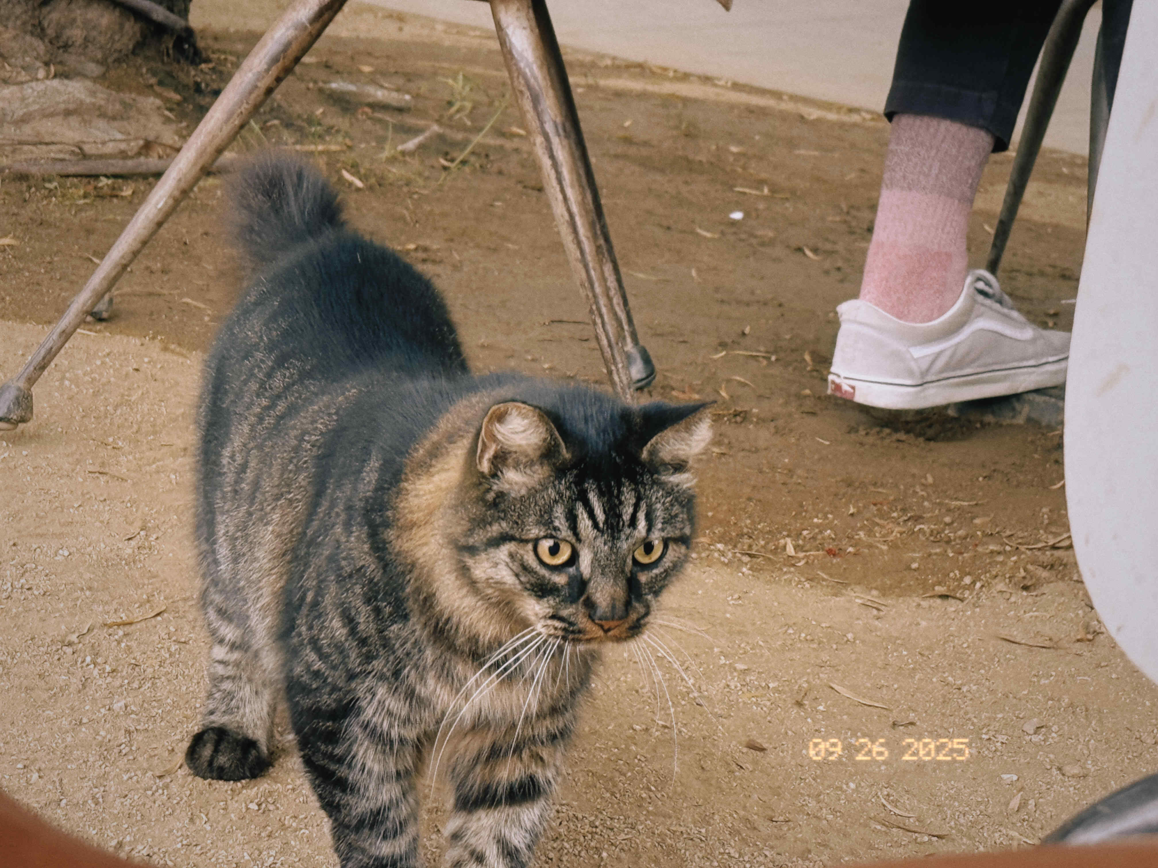 cat