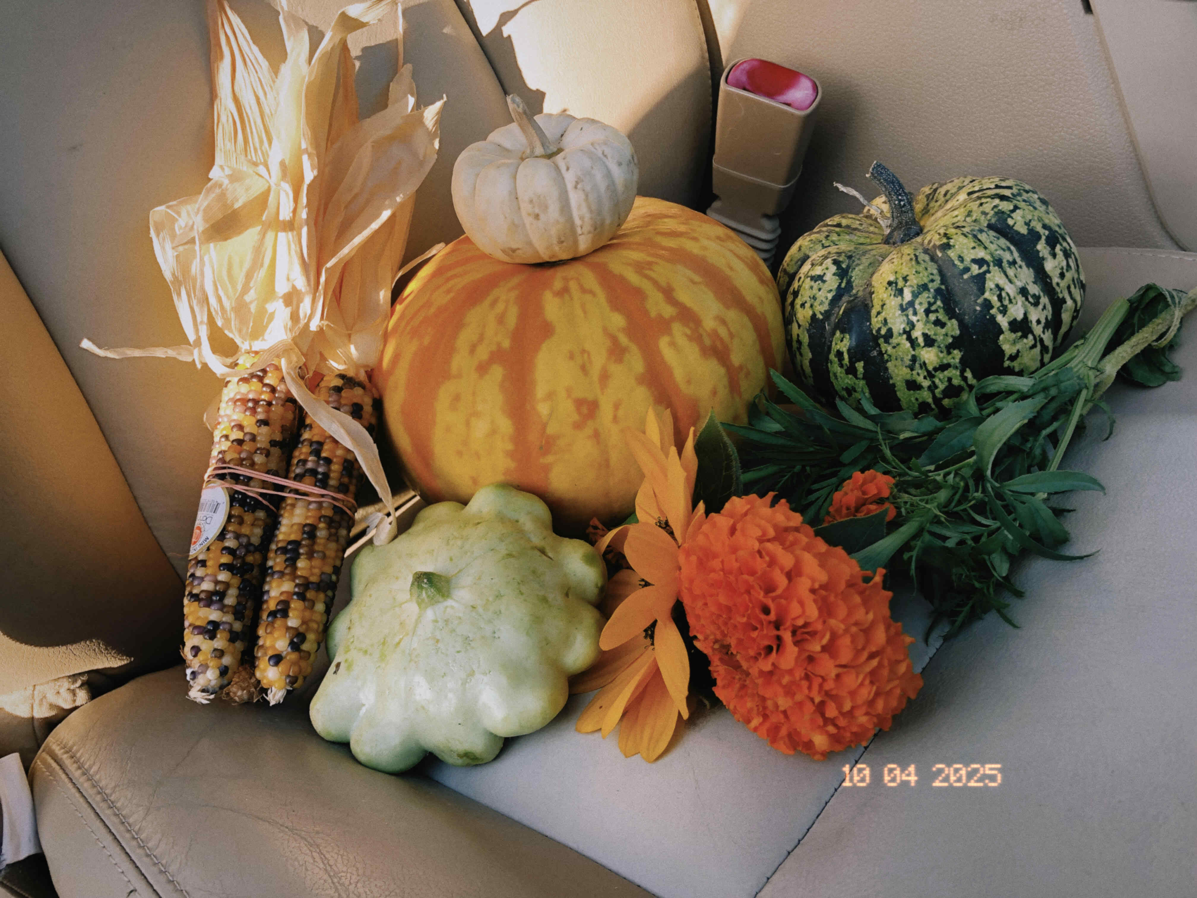 pumpkins