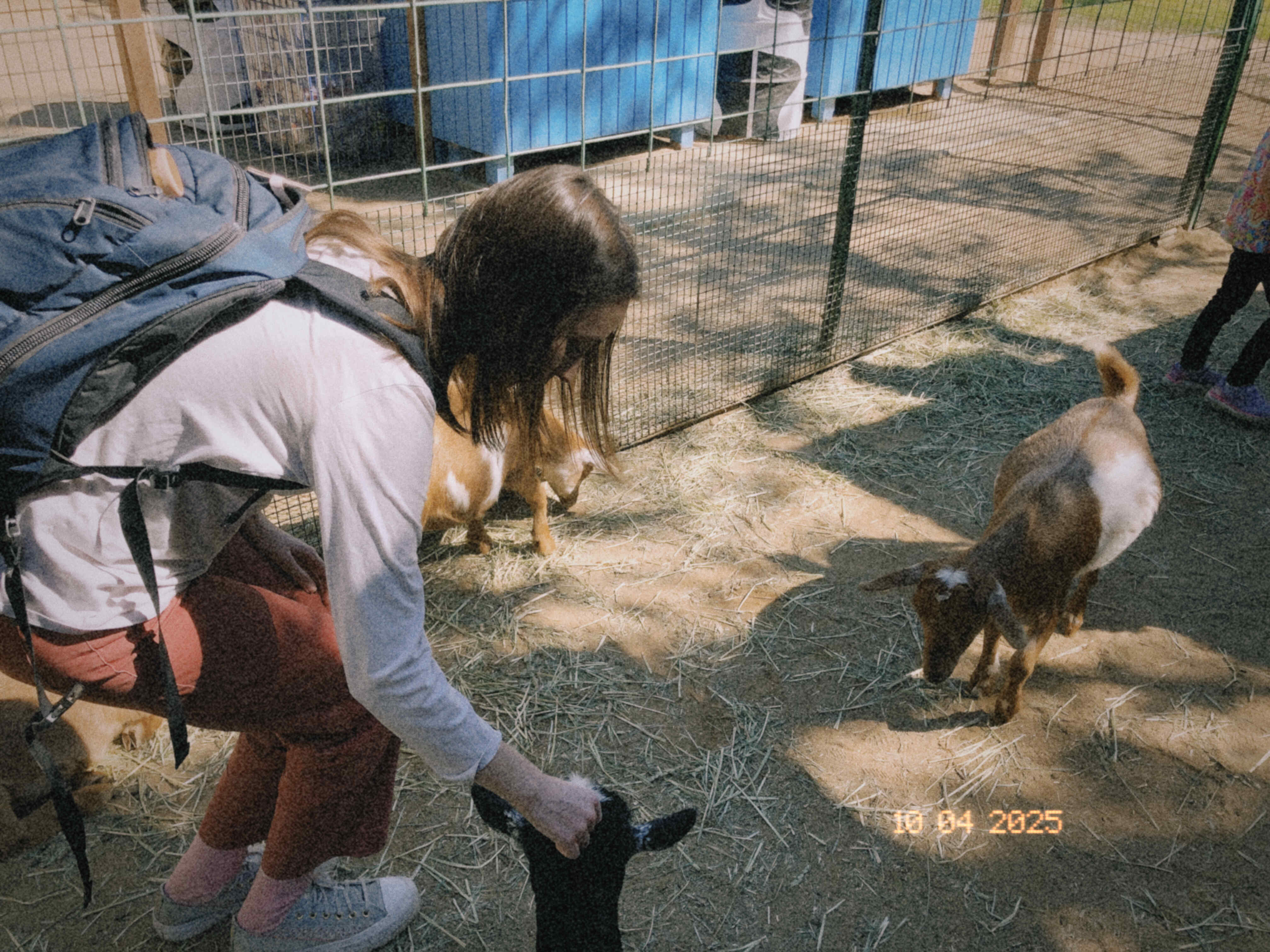 goats