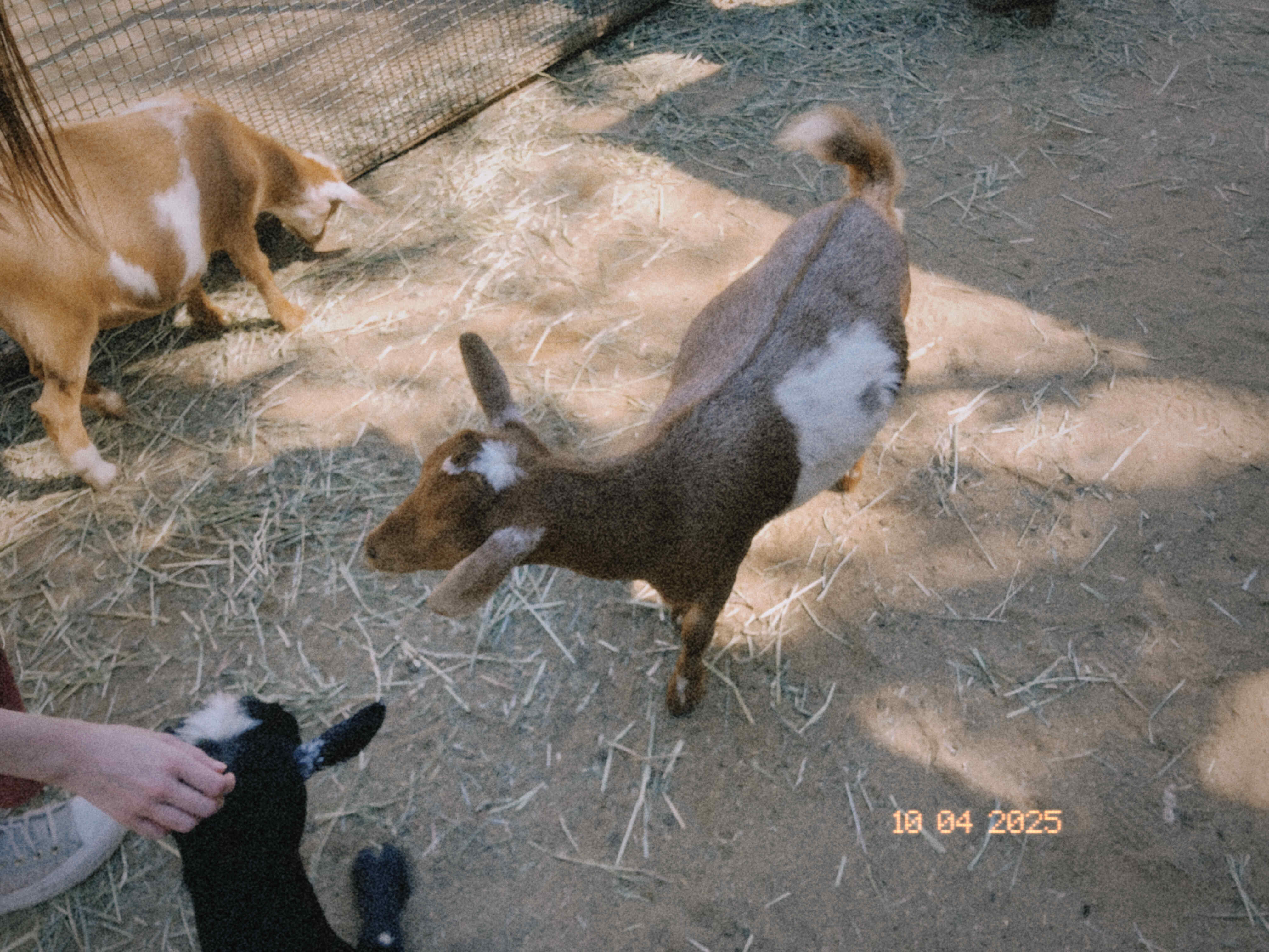 goats