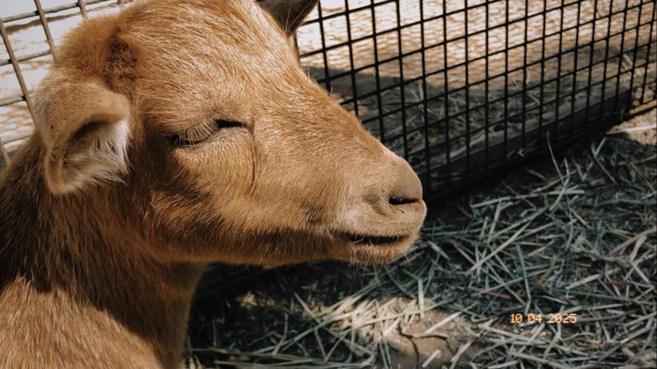 goats