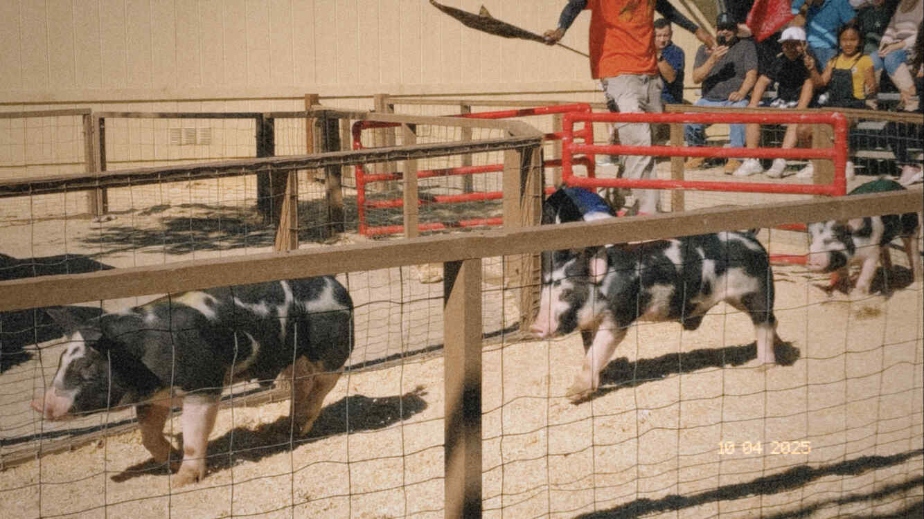 pig race