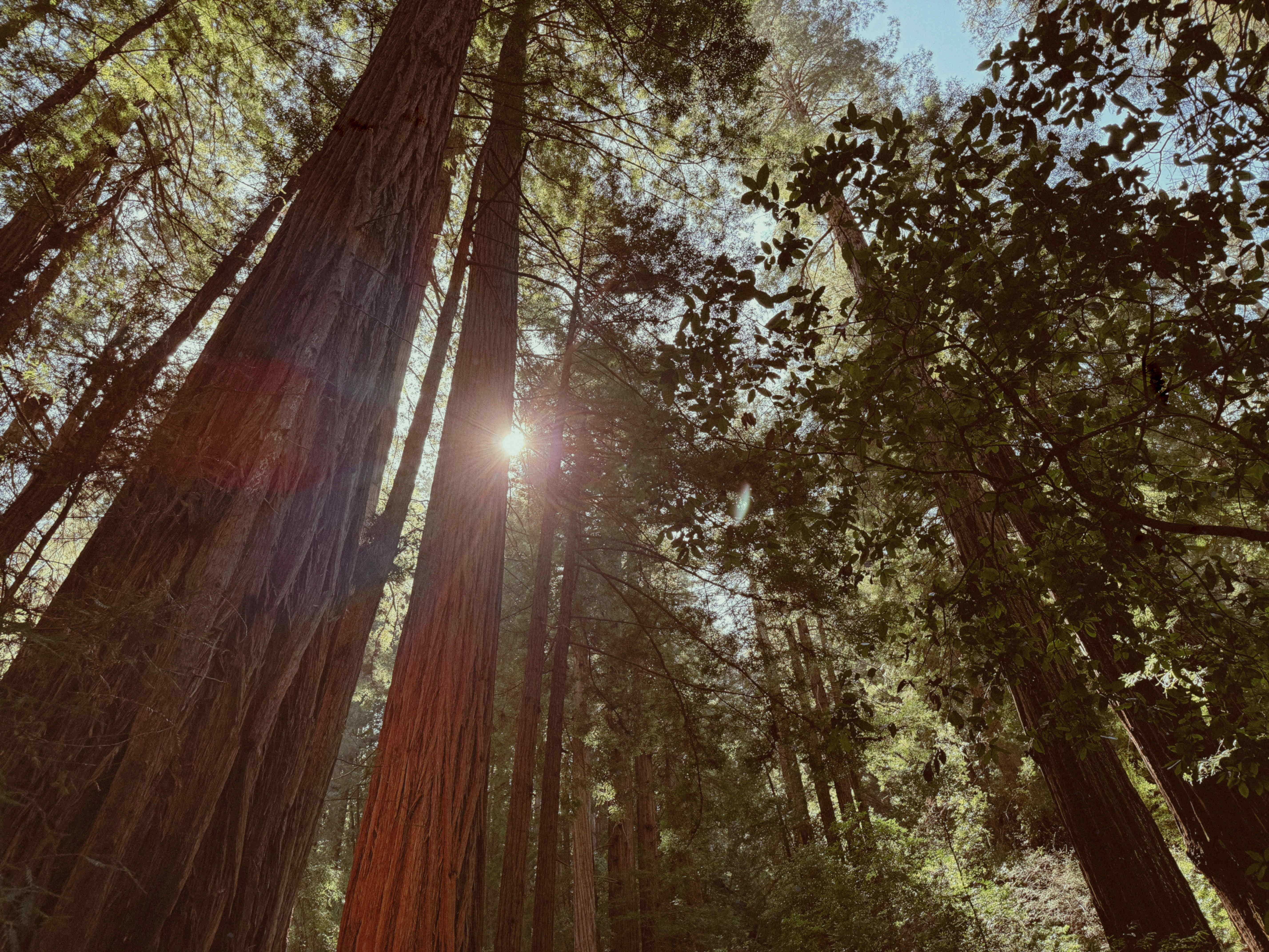 redwoods