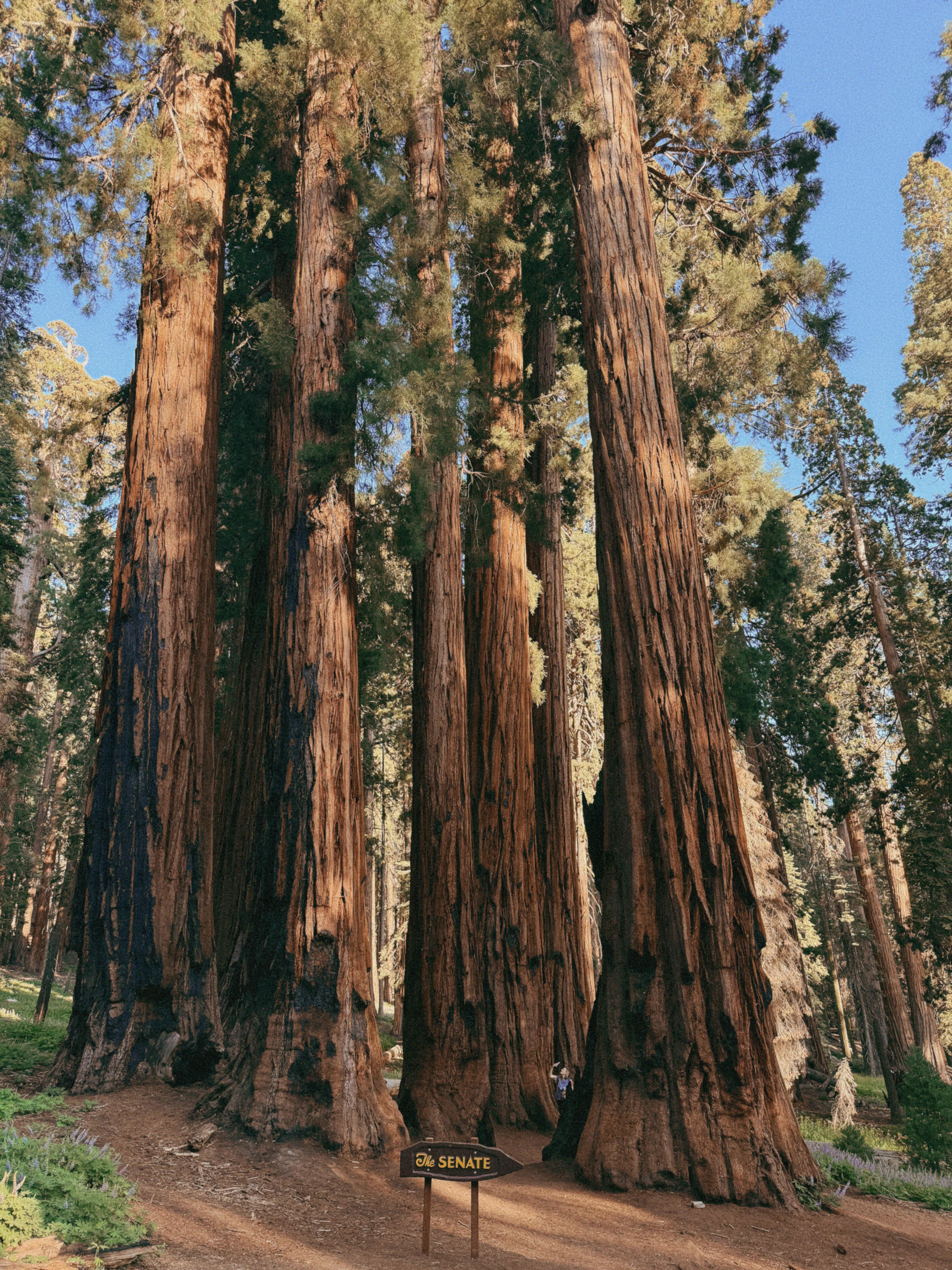 sequoias