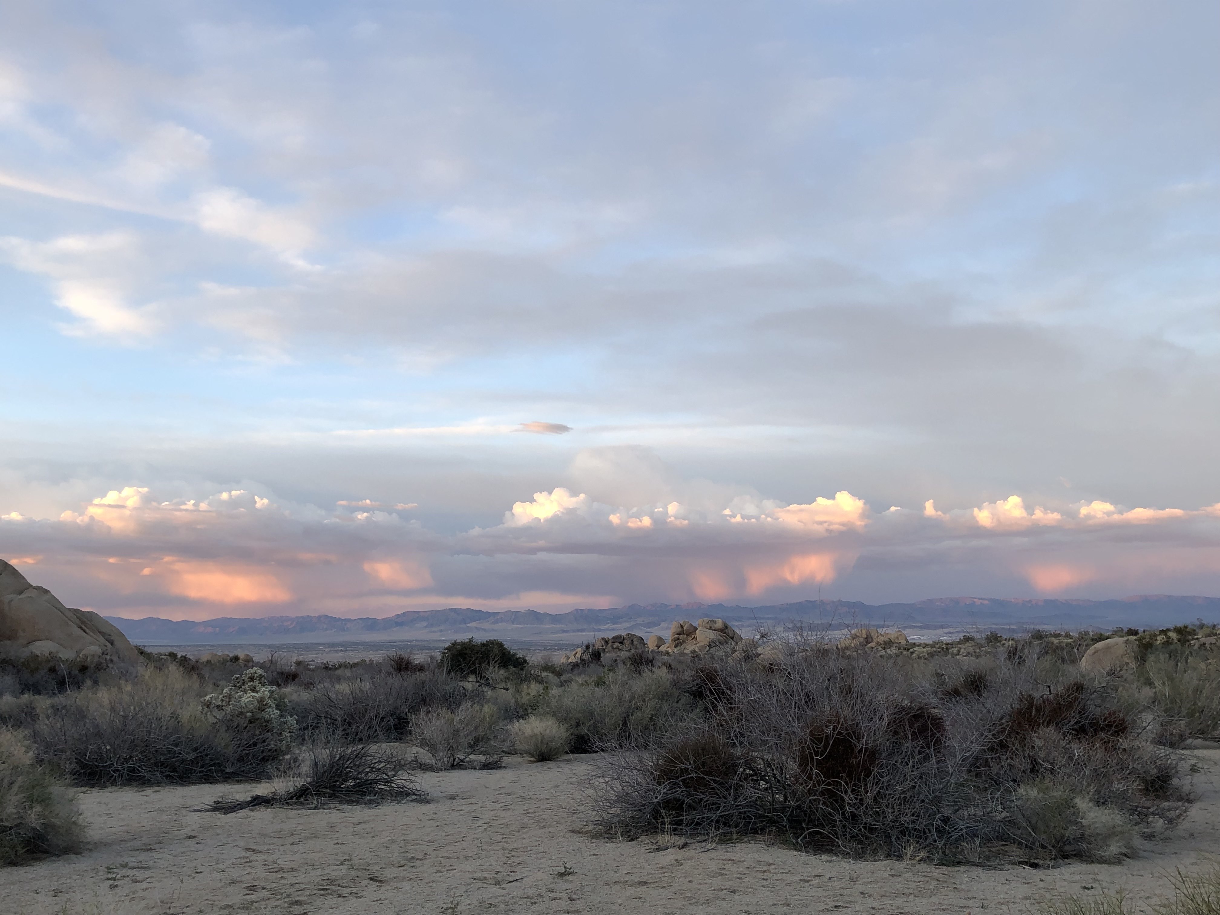 joshuatree