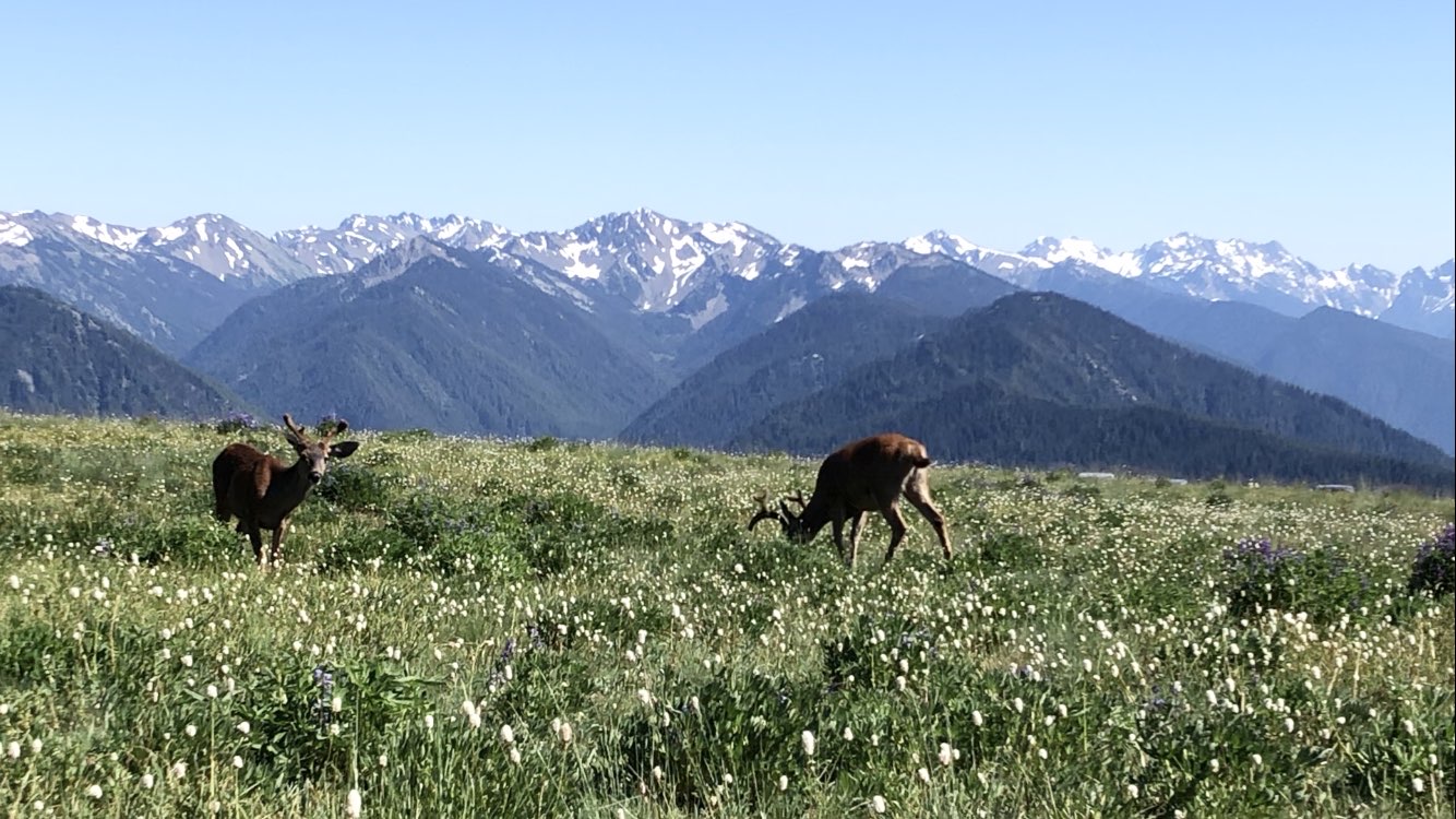 Deer on mountain ridge