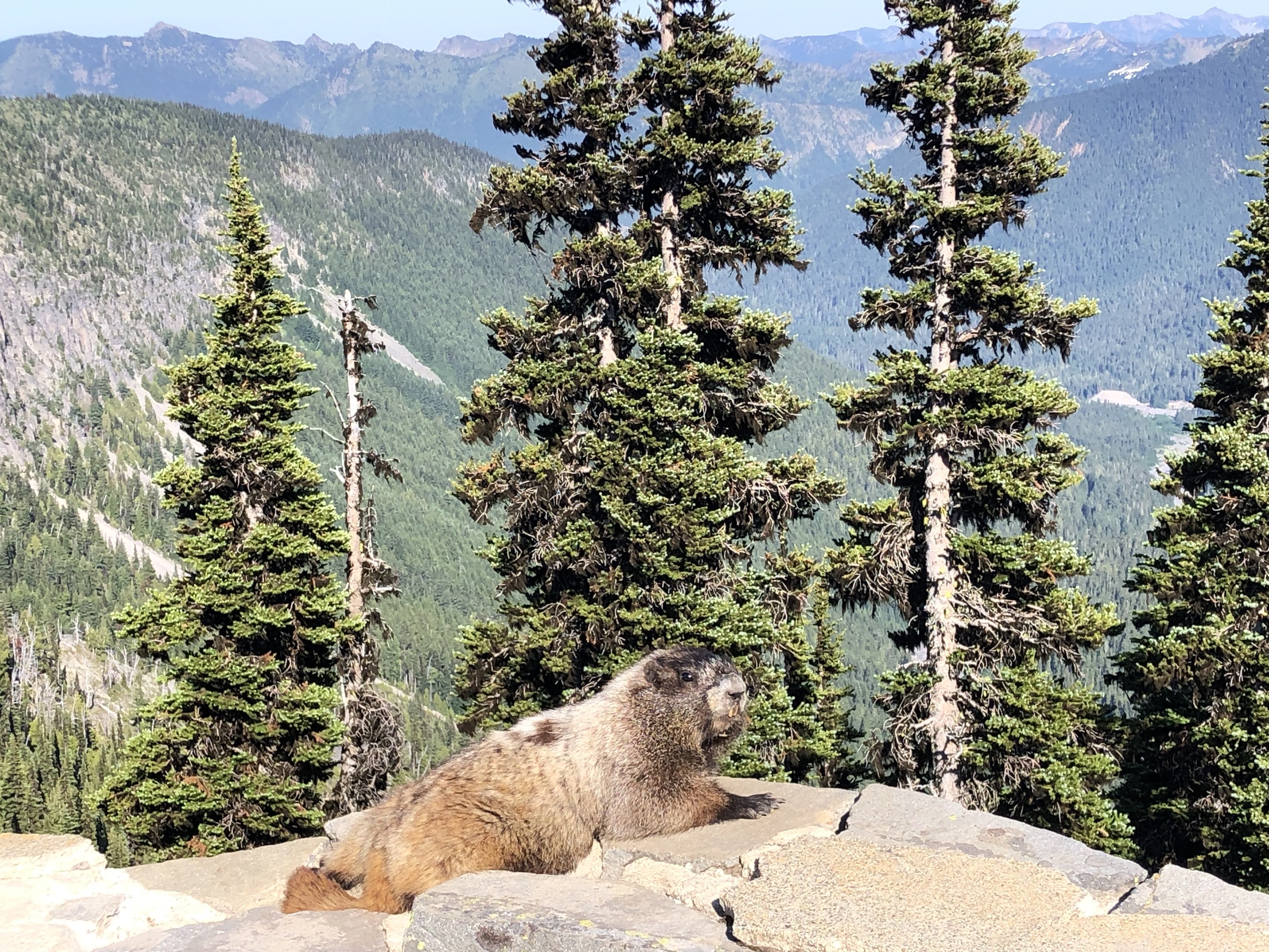 Fluffy marmot in the mountains